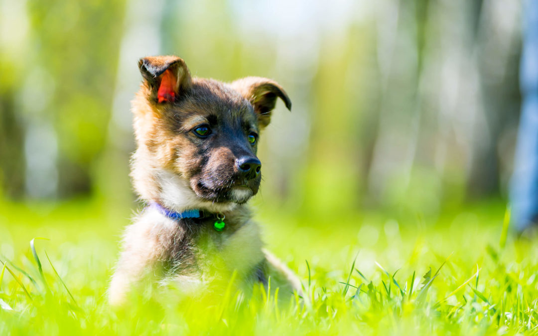 Estate planning for your furry best friend
